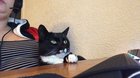 I don’t live by your rules, human...