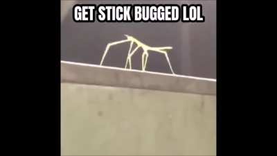 is this meme dead?