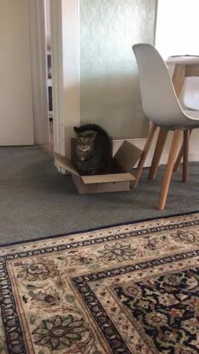 The look on his face when he realises he’s being recorded 😹