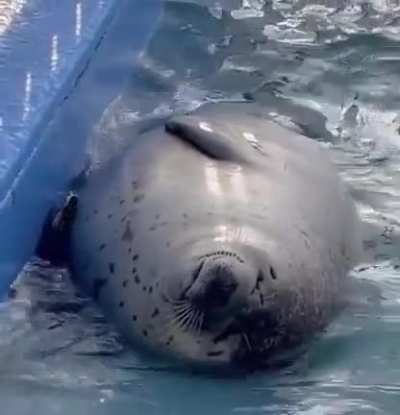 Chonk floats in pool