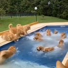 The best pool party ever!