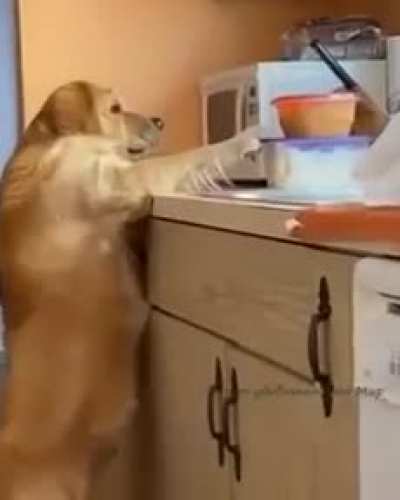 Ахтыж рыжая ты морда... Кот виноват, да?