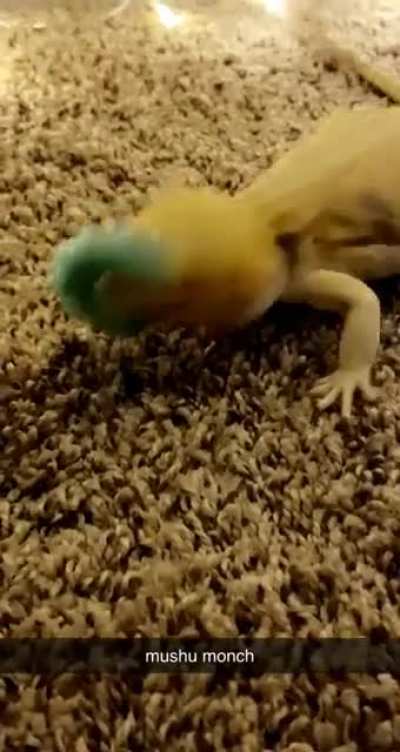 mush got her first hornworm 😋
