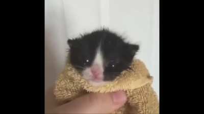 Kedi Abdulhamiti savundu