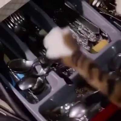 Every cat ever