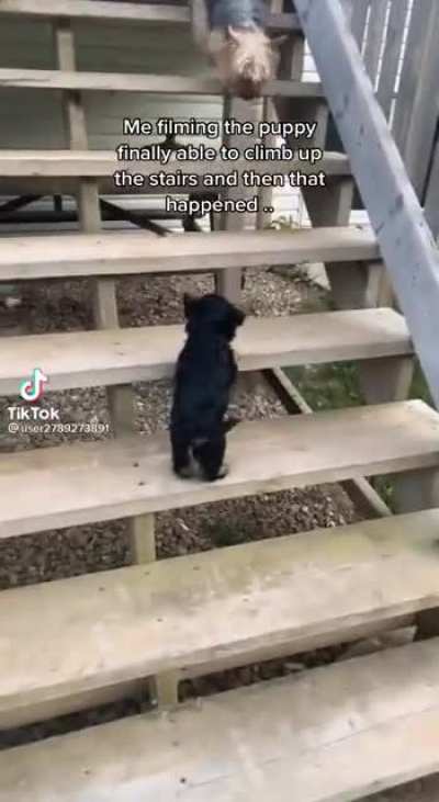 THE DOG WAS OKAY