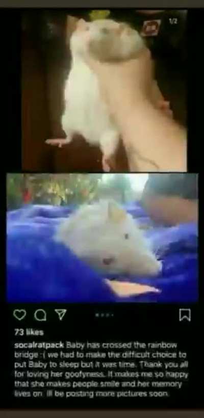 goudbye rat