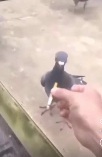 The Smoking Pigeon