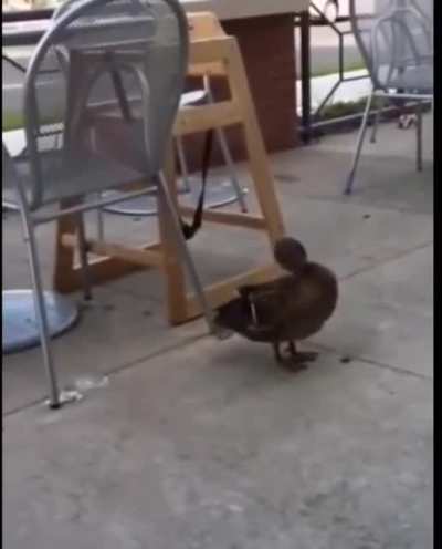 Loud Quack