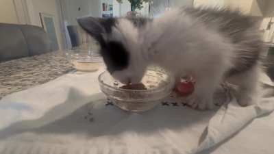 My fosters are pescatarian 🎣😹