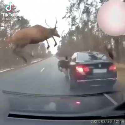 Deer being deer
