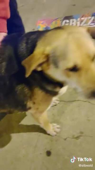 Perro Waton😎👊