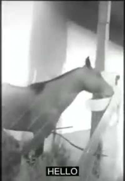 cavalo🐎