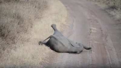 Relatable baby elephant