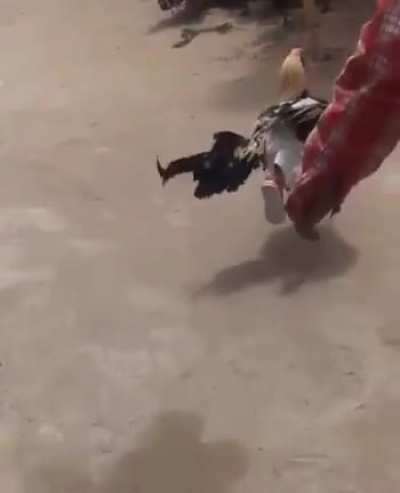 Chicken with pants