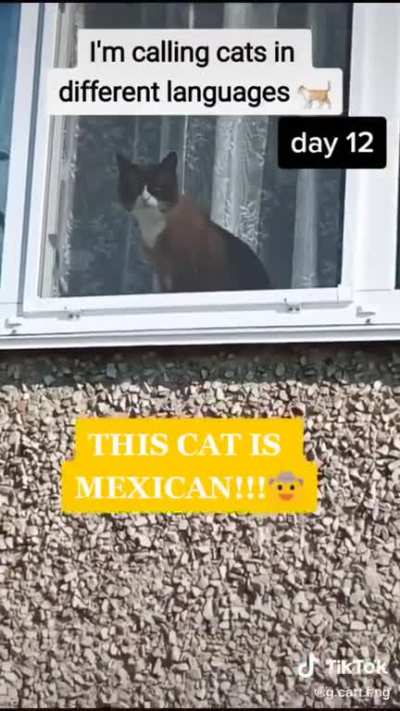 This cat is Mexican