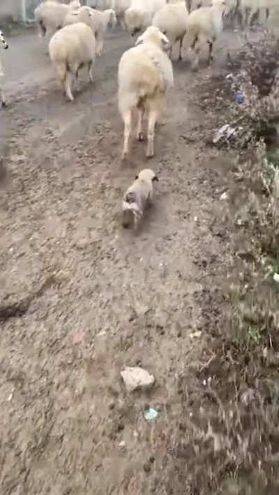 Little shepherd <3 Georgian shepherds puppy ready to work