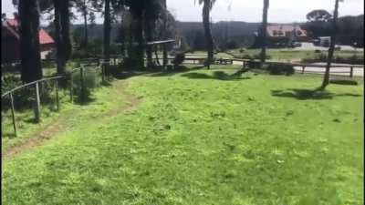 Drunk guy jumps into the ostrich enclosure and gets his ass kicked