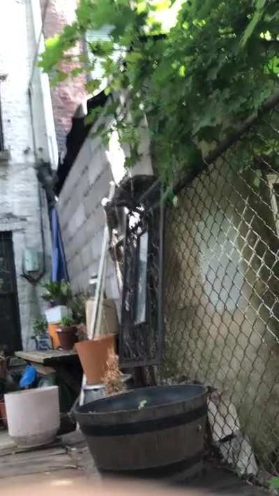 “Watch my athletic skillz hooman”