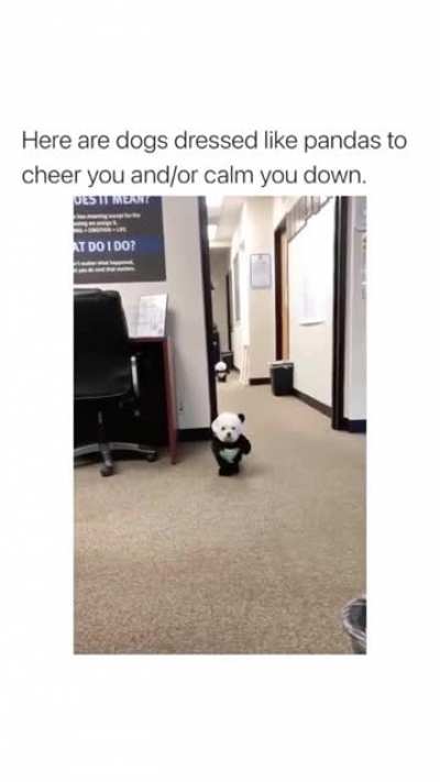 Panda Queen