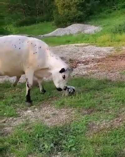 Cow playing with their tiny pig companion
