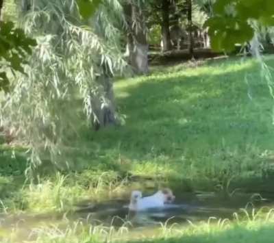 A man adopted this dog whose shelter card declared his love for water, so he brought him to this place..