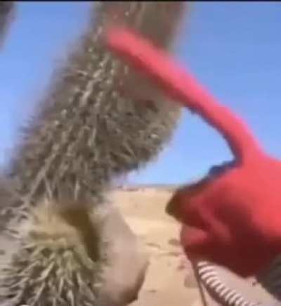 Cactus ( I don’t think this has been done before