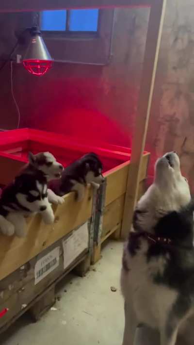 Huskies are so adorable 