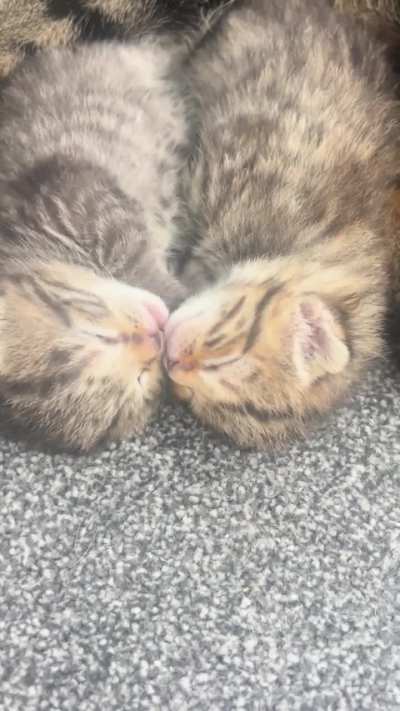 TheCuddlePuddle