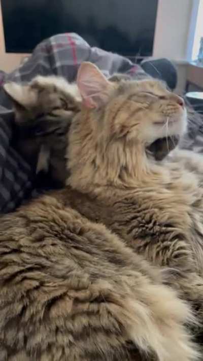 Все любят Котиков