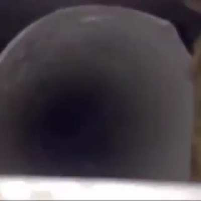 Pootis