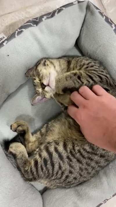 Smol criminal accepts the pets.