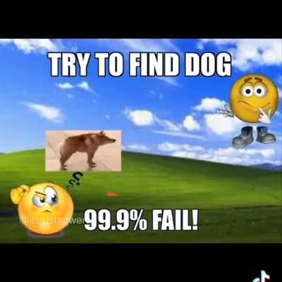 This Is So Hard Is Imposible To Find What Da Dog Doin 😱😨😱😨😨