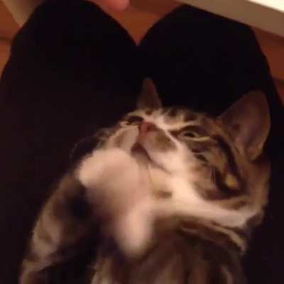 Котик