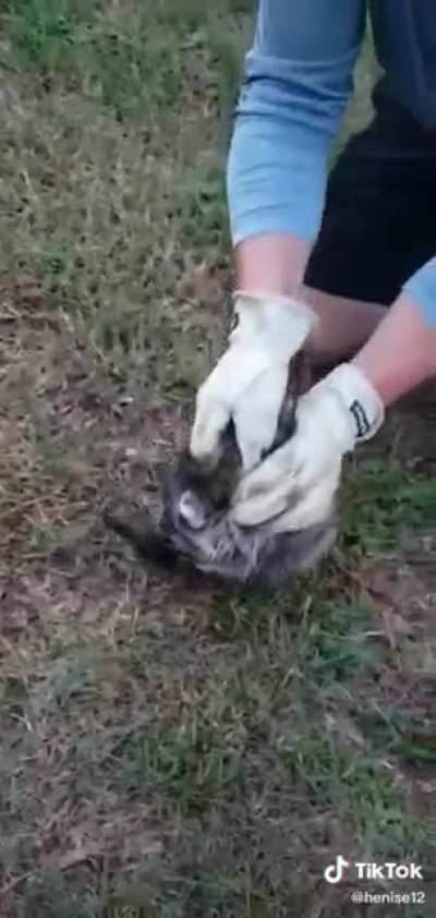 Saving a raccoon 🦝