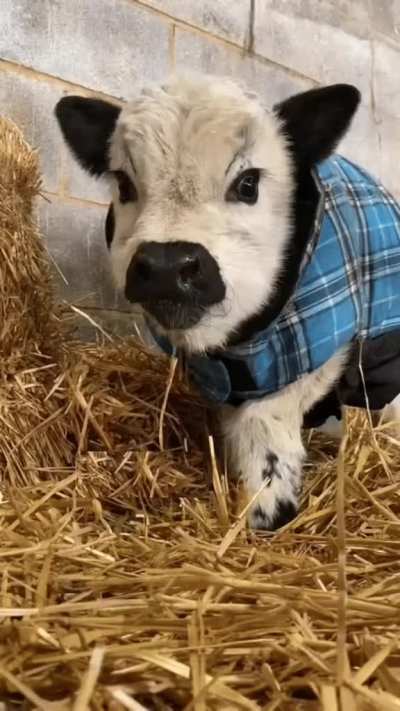 Cows are just big puppies