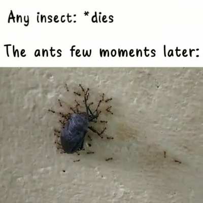 Real anti meme