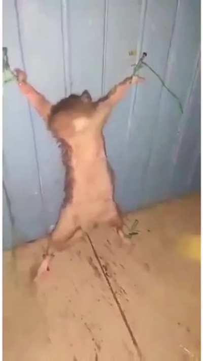 heemus cricit