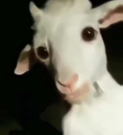gote