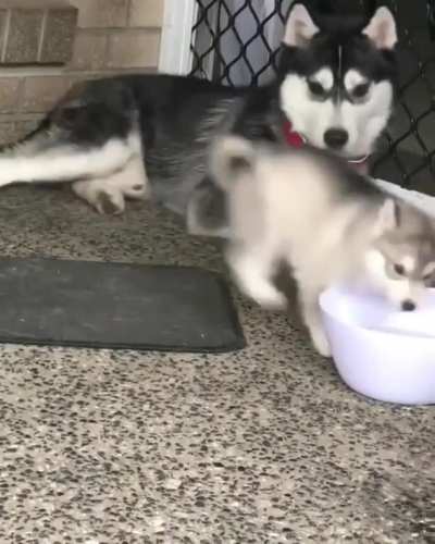 A little derp