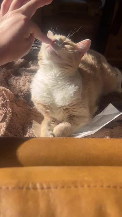 Molly BOOP in the sunshine