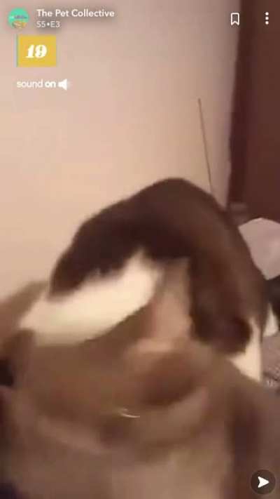All I can hear is the cat saying “OW”