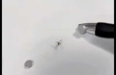 half life spider