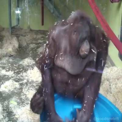 monke vs monke