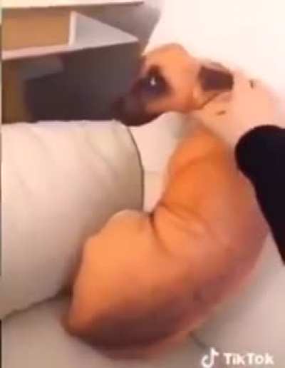 Dog on the couch