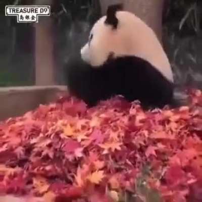 You can feel the happiness she's feeling whilst watching this 😍🐼❤️