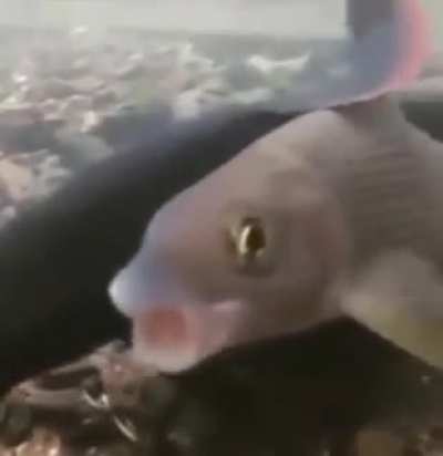 AAAAAAAAAAAAAAAA