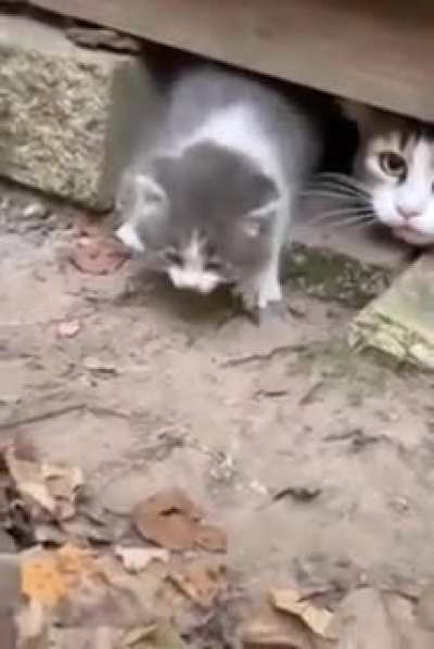 Are you insane?! Stop attacking! Immediately.
