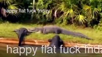 gatorsbeingbros