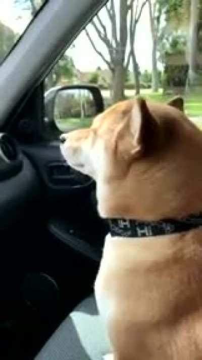 doge jus be vibing fr